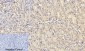 Smad3 Polyclonal Antibody